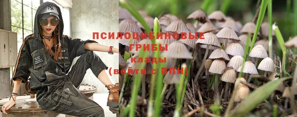PSILOCYBIN Новокубанск