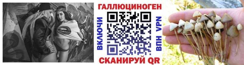 Псилоцибиновые грибы Psilocybine cubensis  Дмитровск 